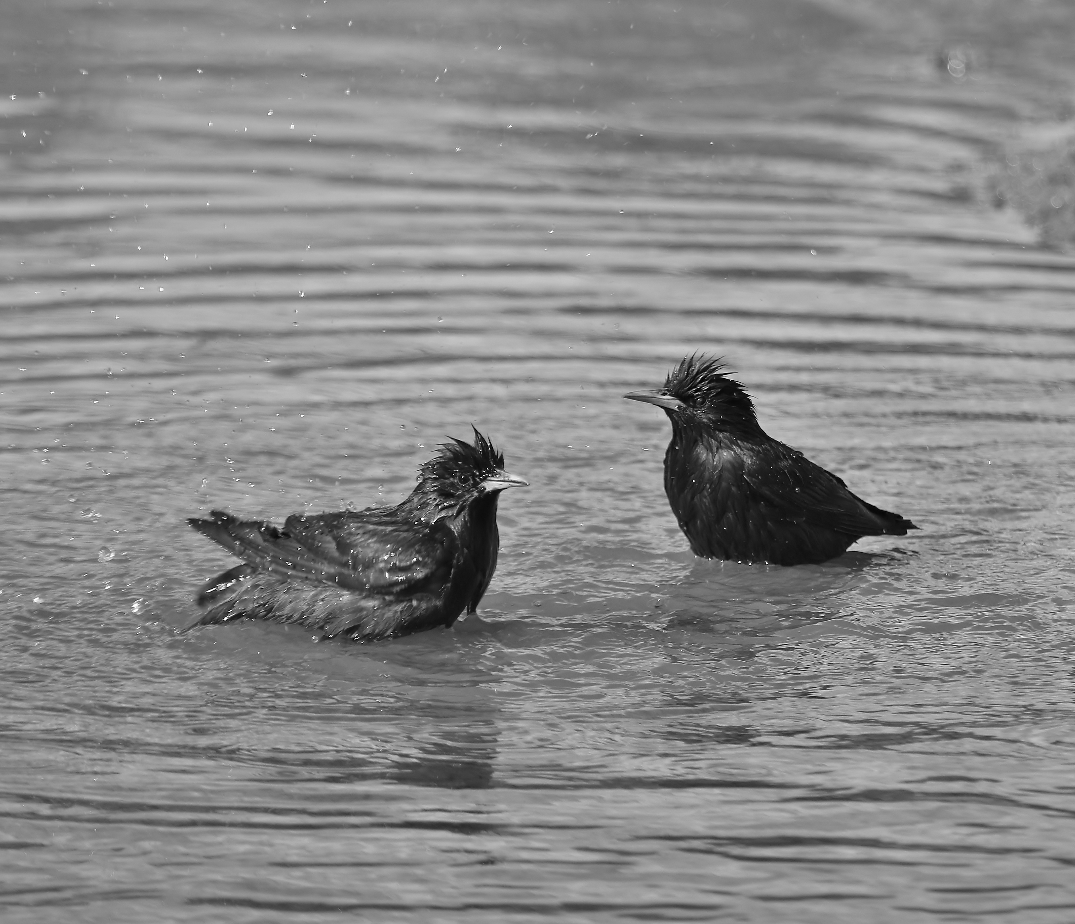Procés d'incorporació de sòcies